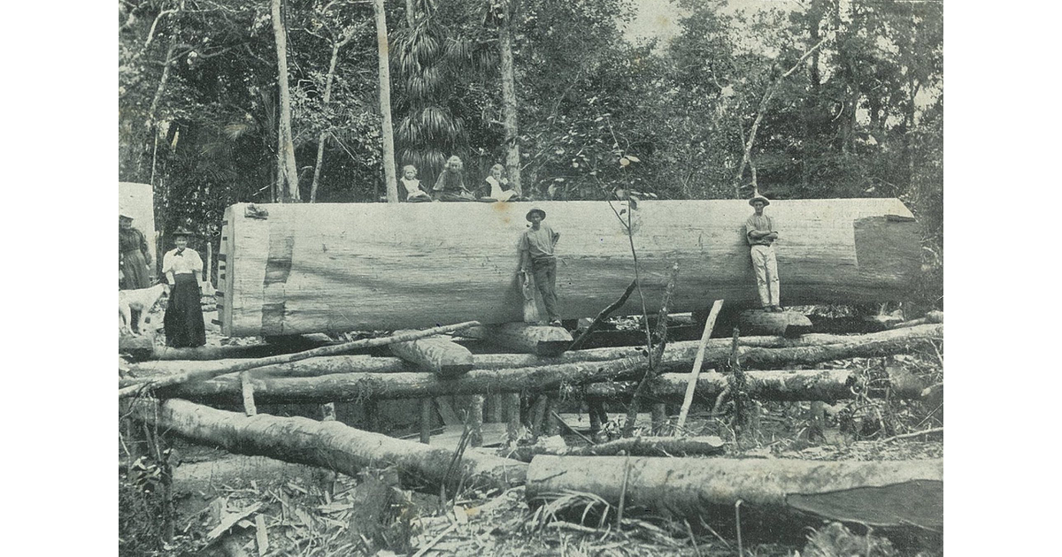 Timber Industry / Photography Historical MAD on New Zealand