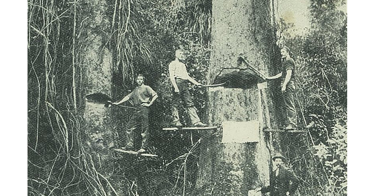 Timber Industry / Photography Historical MAD on New Zealand