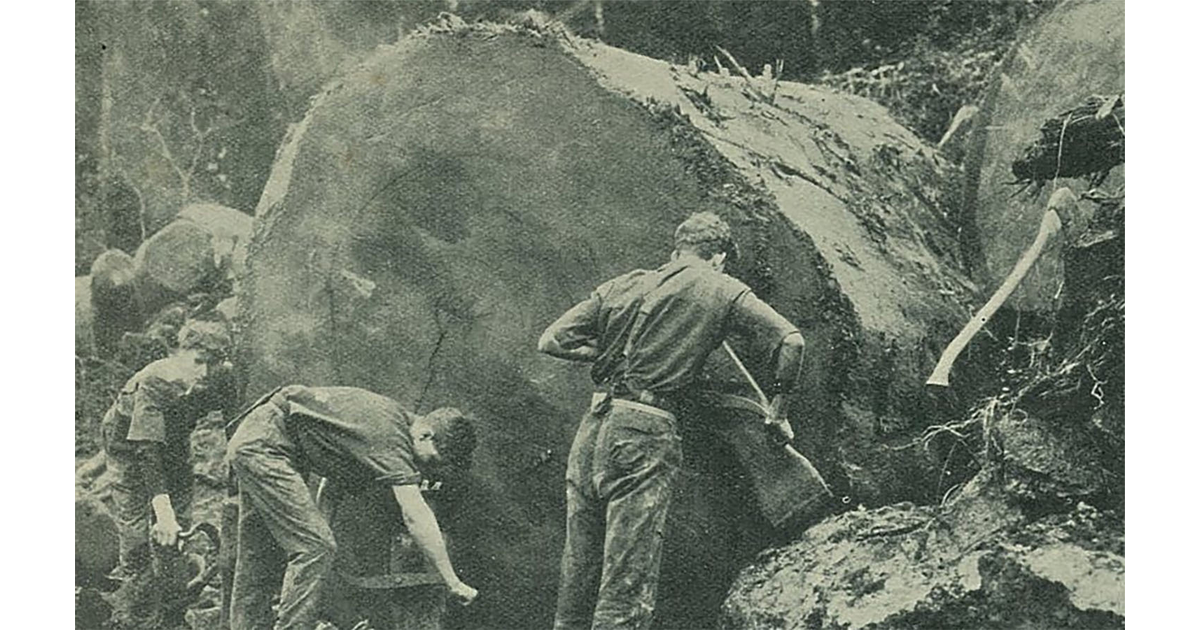 Timber Industry / Photography Historical MAD on New Zealand